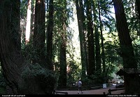 Photo by WestCoastSpirit | Not in a city  redwood, sequoia, giant tree